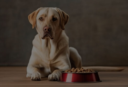 Agromax Ltd - Product category, Dog Food | Σκυλοτροφή